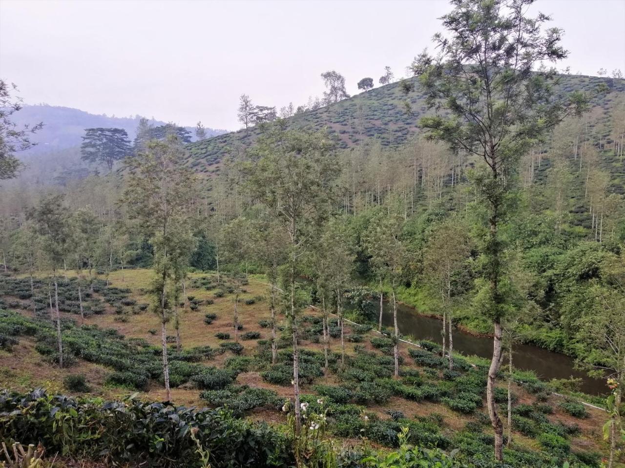 Noah's Nest Tree House * Thekkady