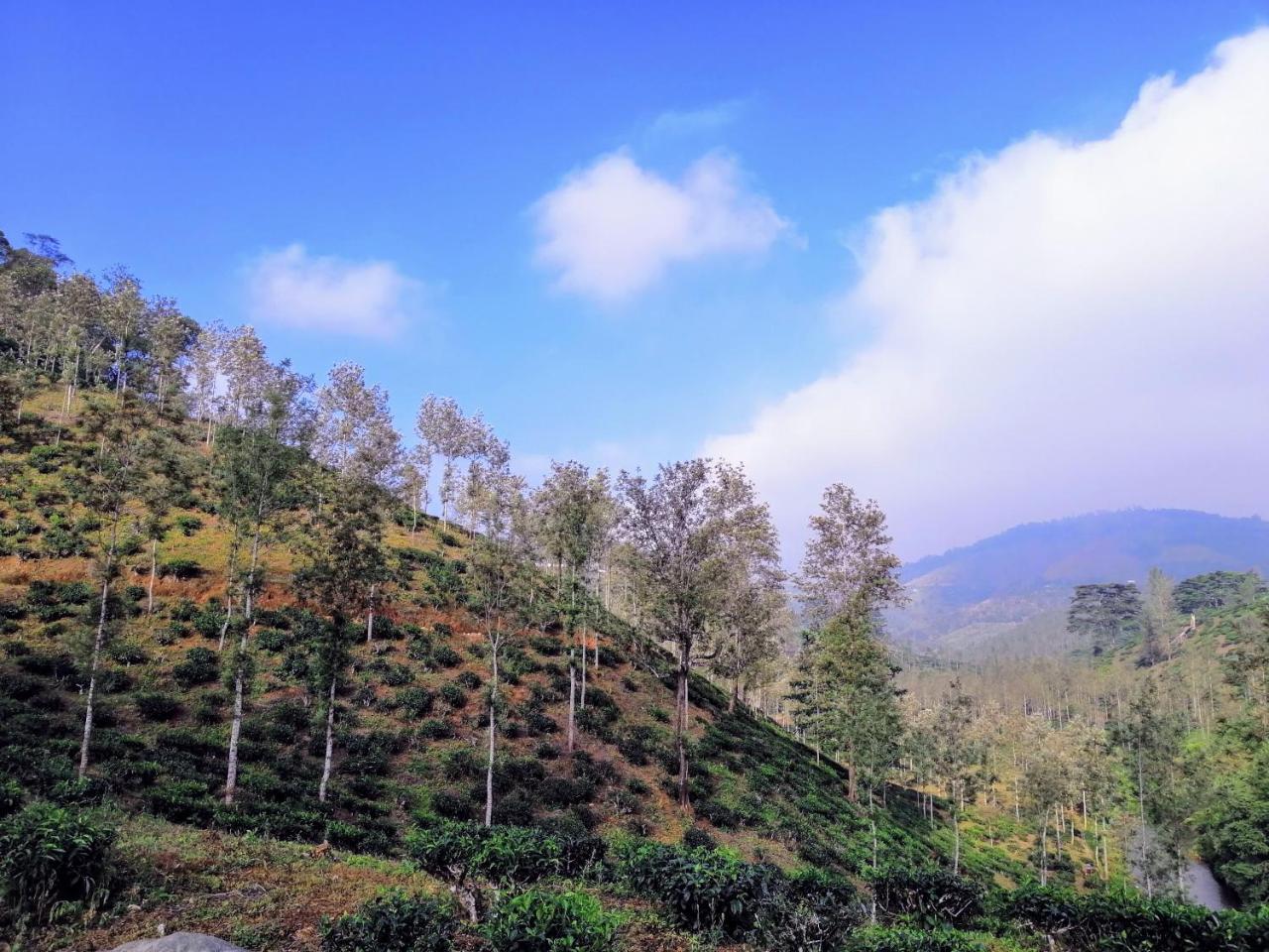Noah's Nest Tree House * Thekkady
